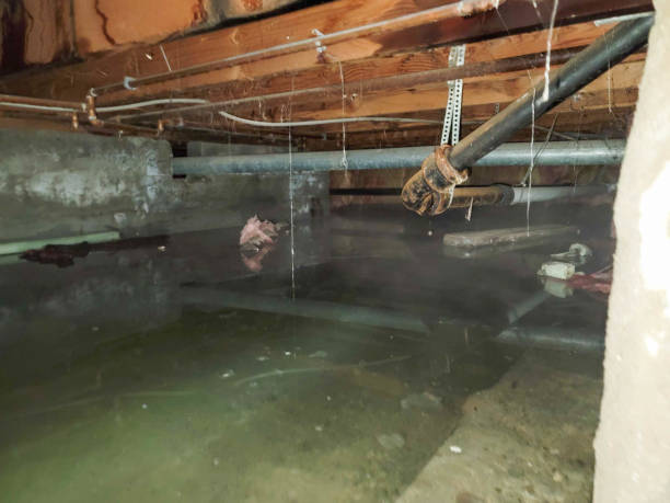Best Sewage cleanup and water damage restoration  in Johnson City, NY